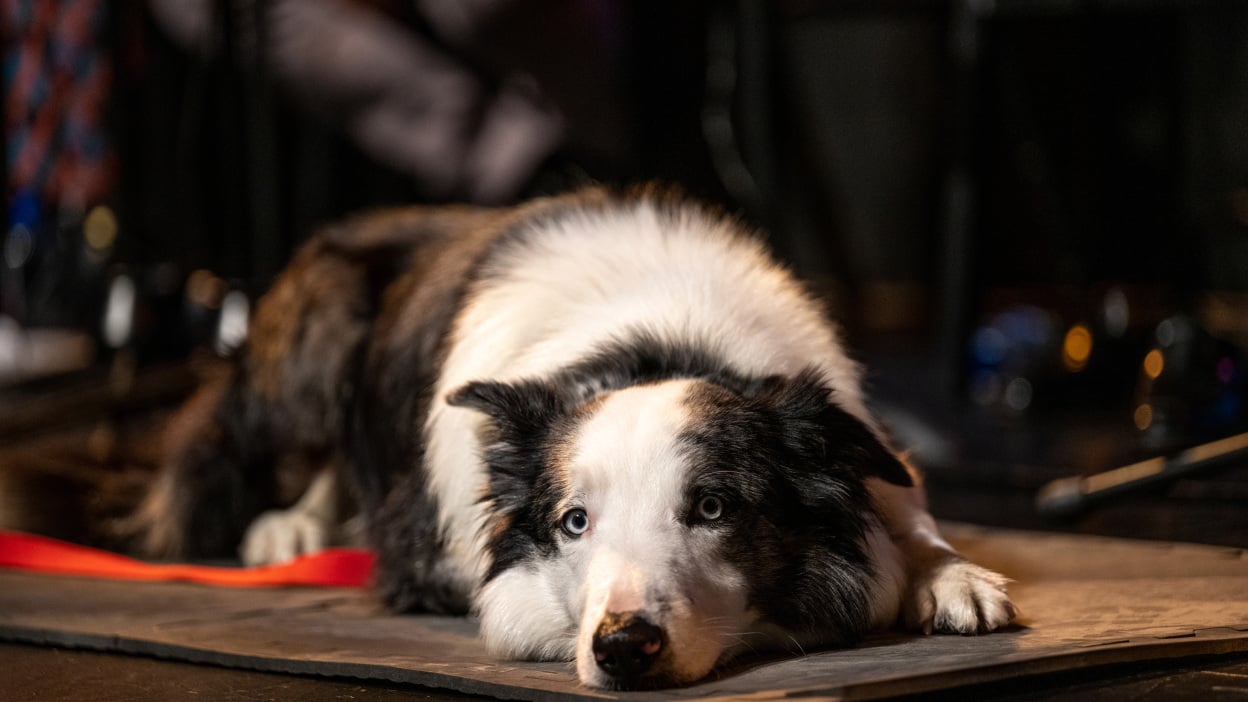 Messi, the blue-eyed border collie who stared in 'Anatomy of a Fall,' laying on the ground looking sweet.