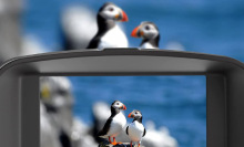 A view of two puffins via a viewfinder on the digital binoculars.