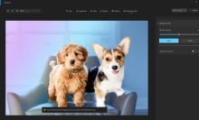 Two dogs on Windows 11 Photos app