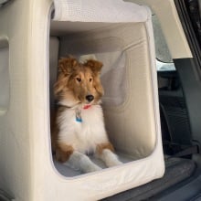 A rough collie puppy sitting in a gray inflatable crate in a black car