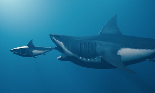 A conception of a giant shark, like a megalodon, hunting smaller prey.