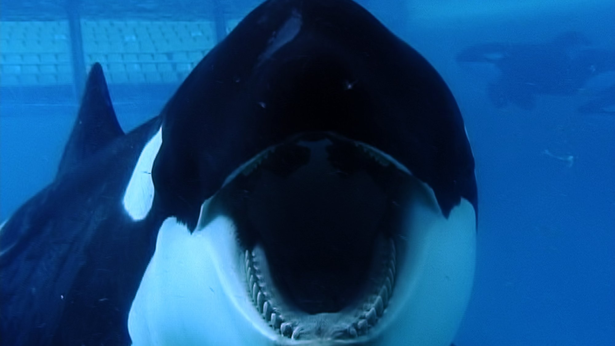 Up close and personal with Tilikum in "Blackfish."