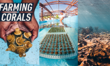 A split screen shows three images of corals - one of two hands holding a coral, one of the corals under water on the land farm, and one of a coral reef in the ocean.