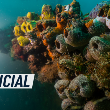 An underwater photograph shows marine organisms attached to the artificial reef. Caption reads: "Artificial reef"