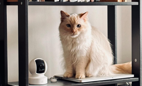 cat sitting on bookshelf beside security camera 